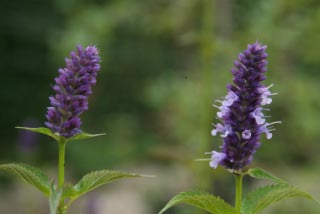 Agastache 'Black Adder'Dropplant, Anijsplant bestellen